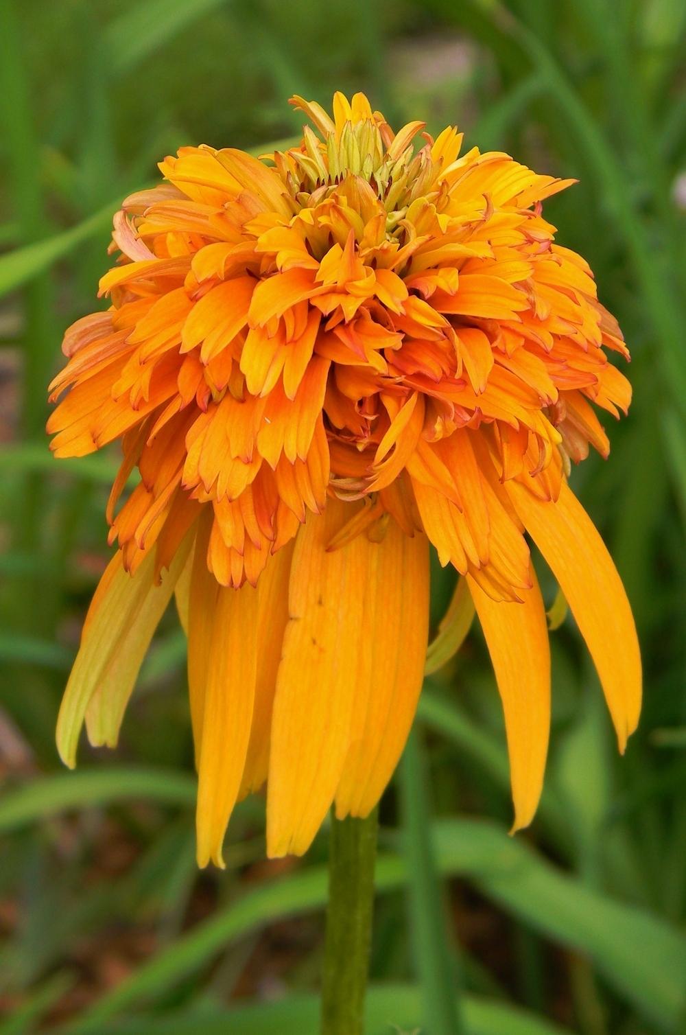 Photo of Coneflower (Echinacea 'Marmalade') uploaded by mattsmom