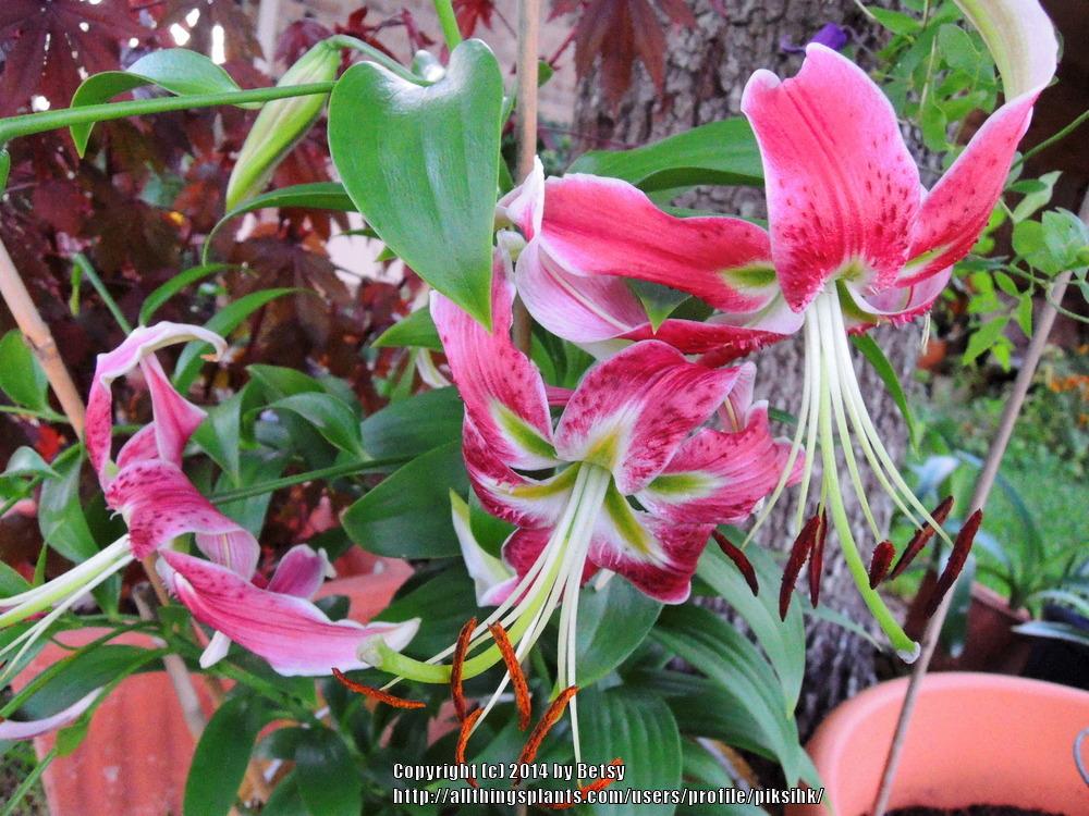 Photo of Lily (Lilium 'Black Beauty') uploaded by piksihk