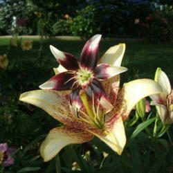 Location: Work area
Date: 2010-0630
Photo taken to show comparison of size against a Tango lily (the 
