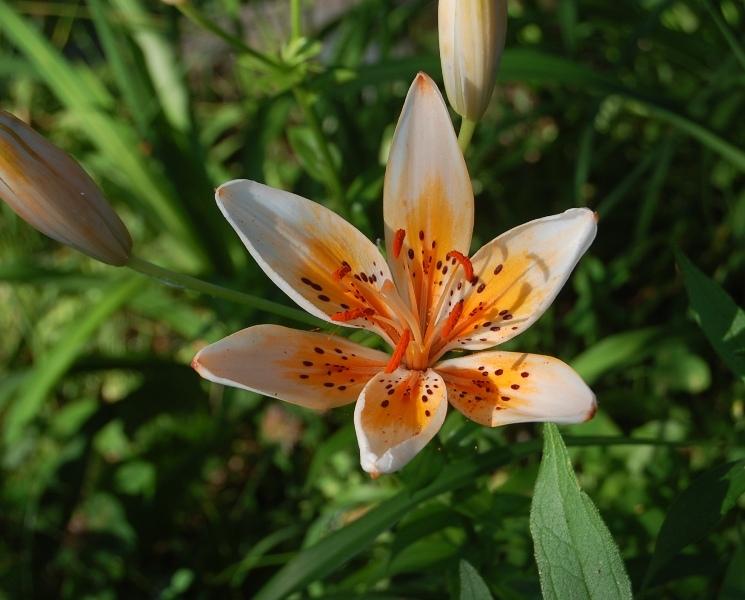 Photo of Lily (Lilium 'Orange Electric') uploaded by pixie62560