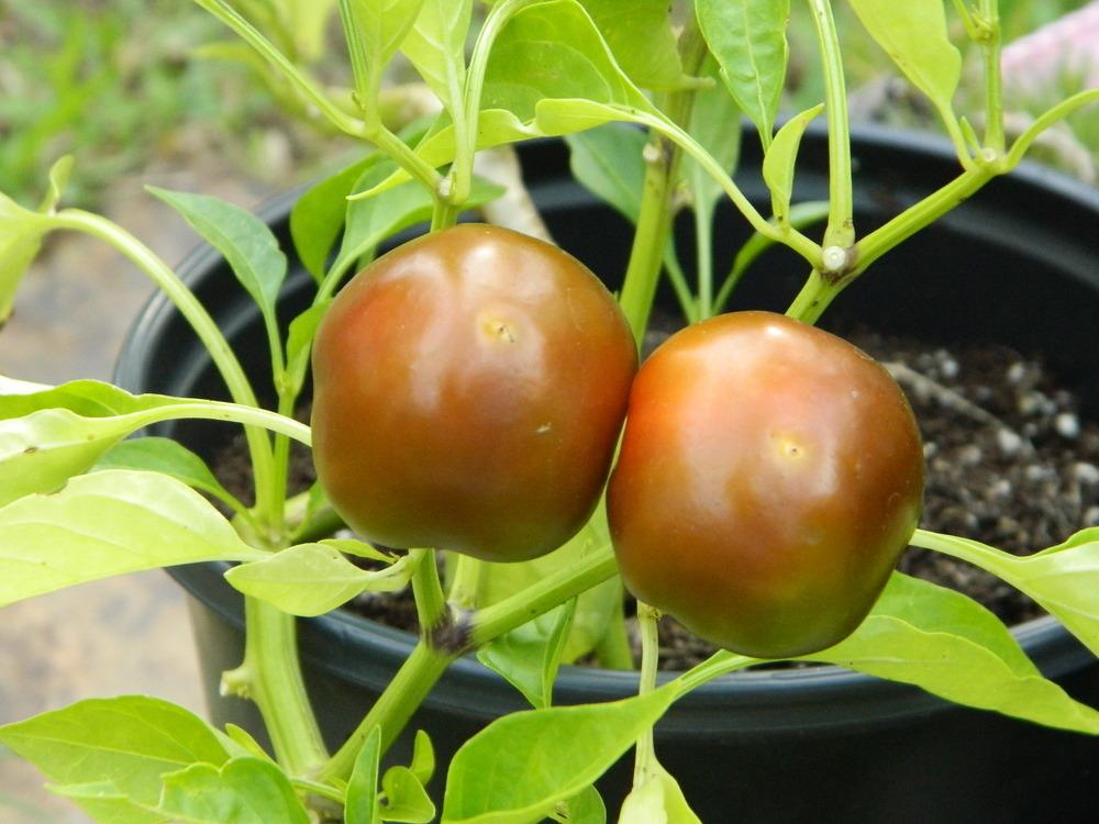 Photo of Hot Pepper (Capsicum annuum 'Cherry Bomb') uploaded by wildflowers