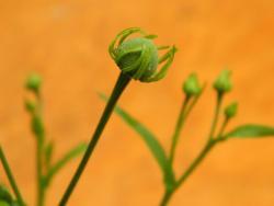 Thumb of 2014-07-12/wildflowers/9414a0