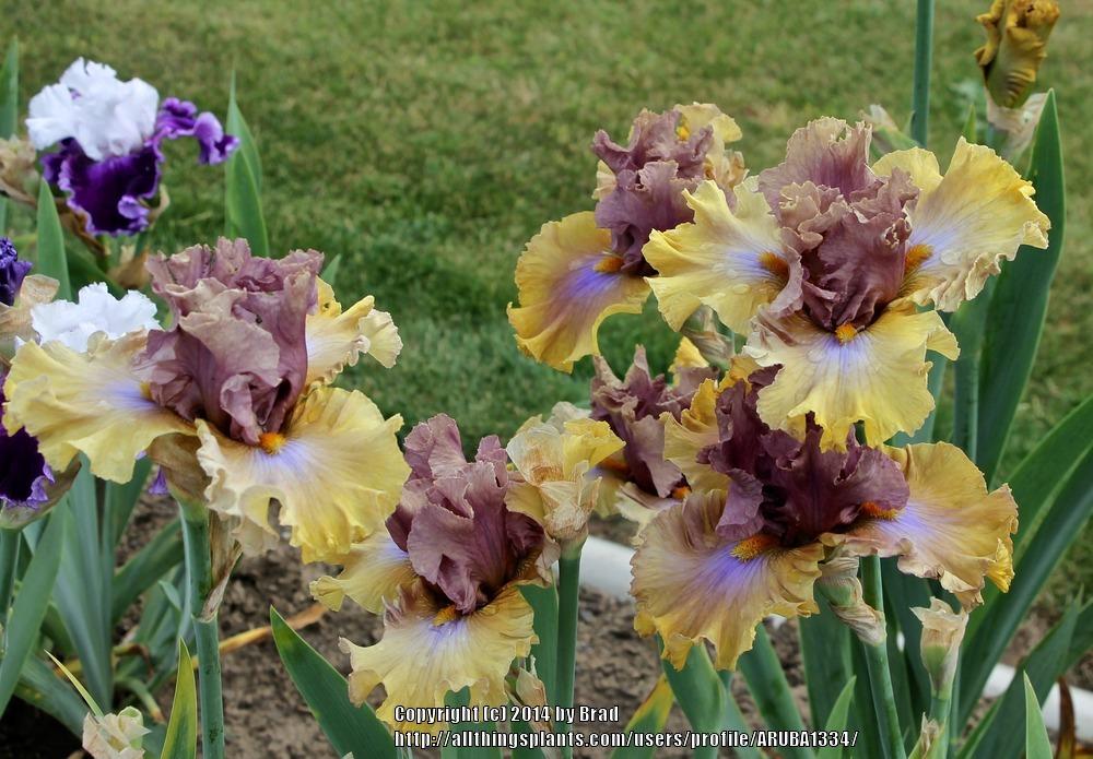Photo of Tall Bearded Iris (Iris 'Land Down Under') uploaded by ARUBA1334