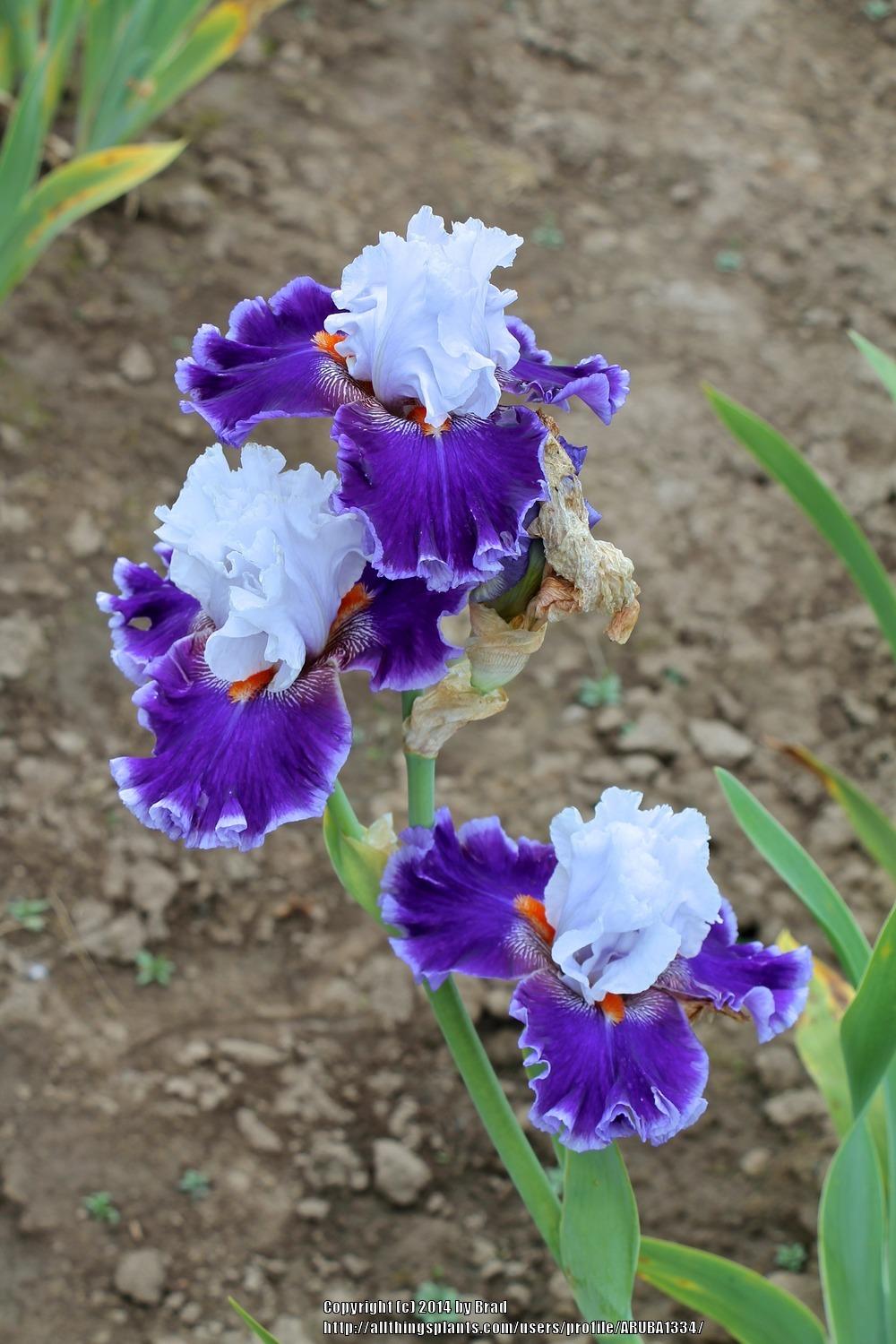 Photo of Tall Bearded Iris (Iris 'Street Sensation') uploaded by ARUBA1334