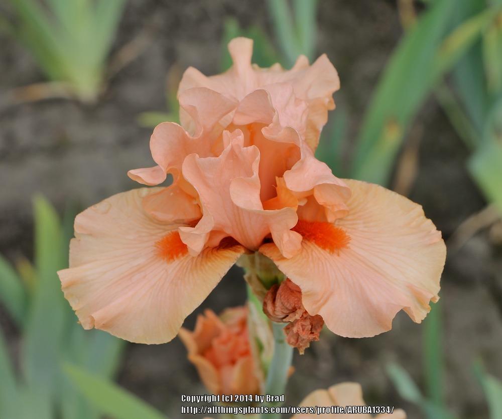 Photo of Tall Bearded Iris (Iris 'Simply Coral') uploaded by ARUBA1334