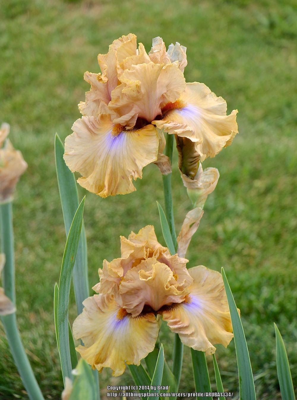 Photo of Tall Bearded Iris (Iris 'Auckland') uploaded by ARUBA1334