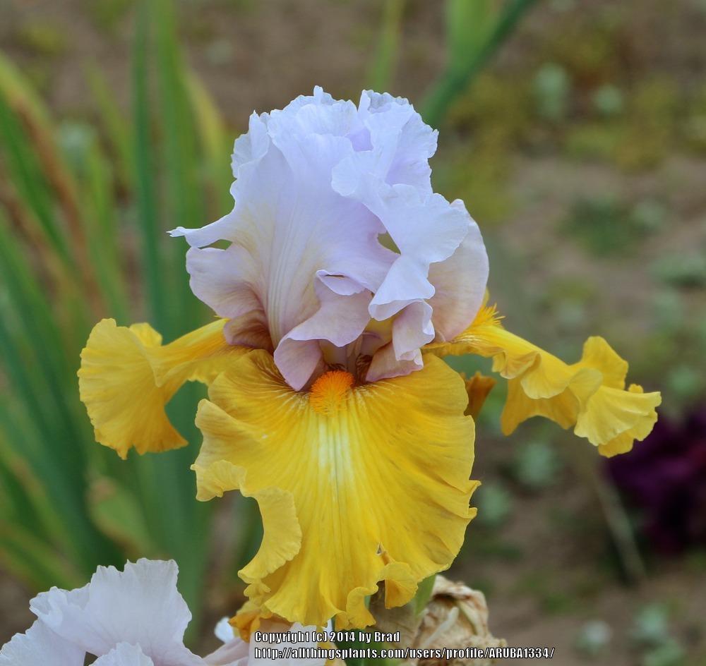 Photo of Tall Bearded Iris (Iris 'Stay Stylish') uploaded by ARUBA1334