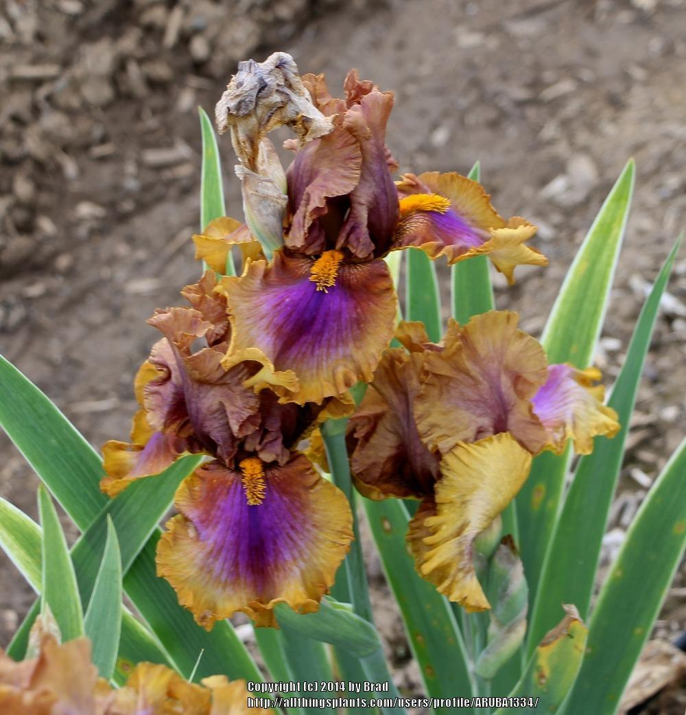 Photo of Tall Bearded Iris (Iris 'Maggie Beth') uploaded by ARUBA1334
