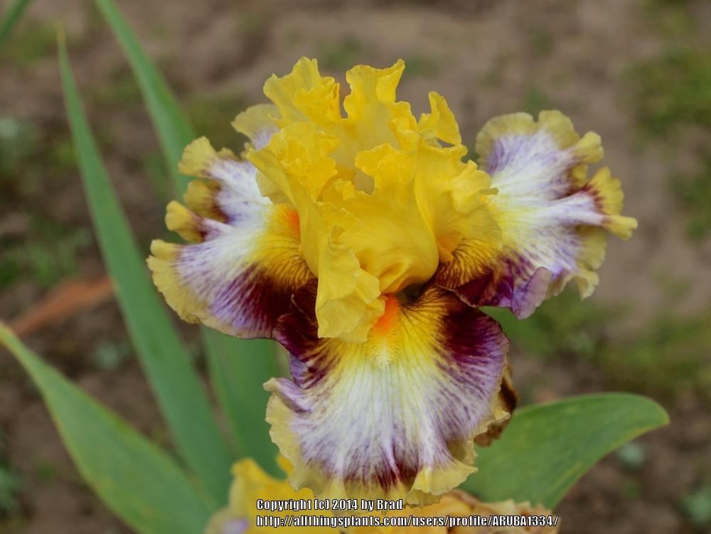 Photo of Tall Bearded Iris (Iris 'Colour Bazaar') uploaded by ARUBA1334