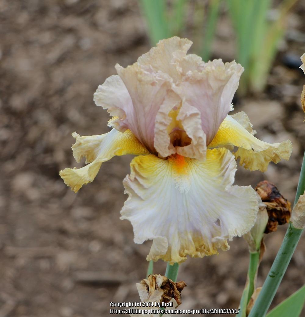 Photo of Tall Bearded Iris (Iris 'Along Came Fame') uploaded by ARUBA1334
