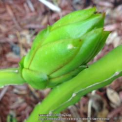 Location: Tampa, Florida
Date: June 30, 2014
First bud