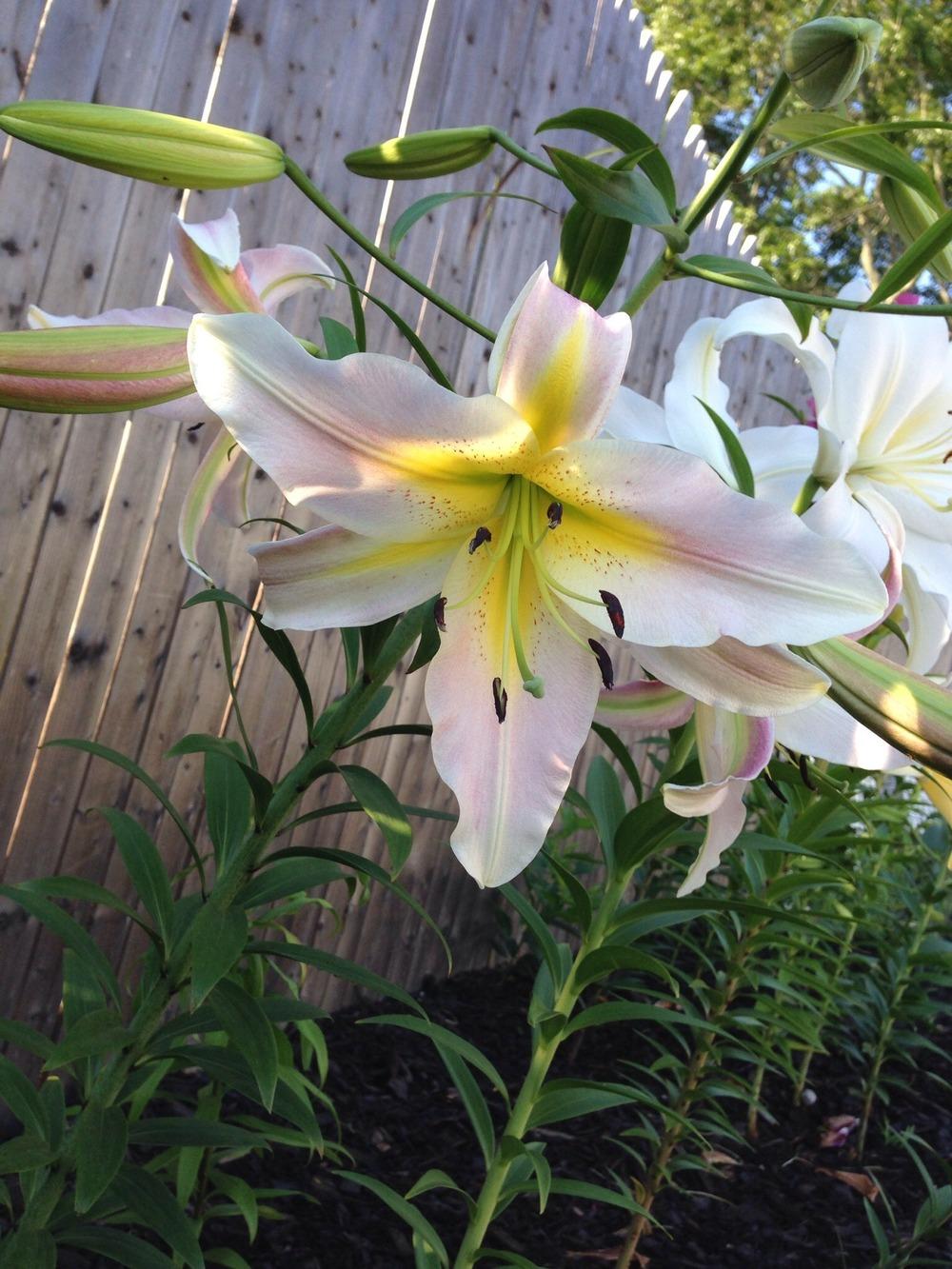 Photo of Lily (Lilium 'Morning After') uploaded by Joebass