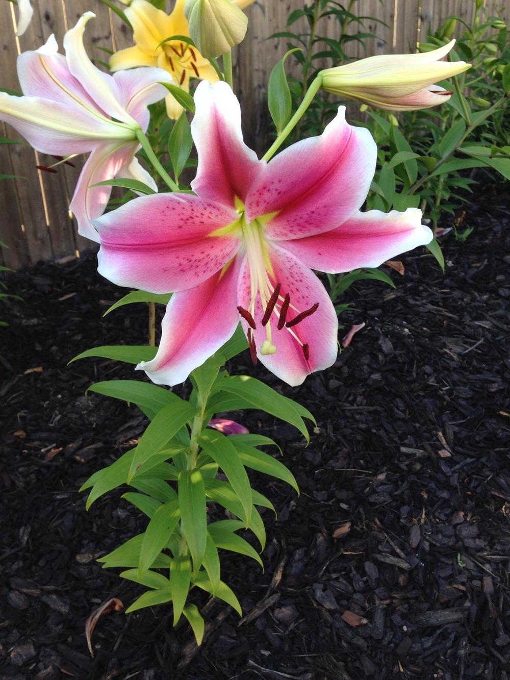 Photo of Lily (Lilium 'Pink Brilliant') uploaded by Joebass
