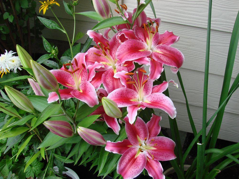 Photo of Lily (Lilium Lily Looks™ After Eight) uploaded by Joy