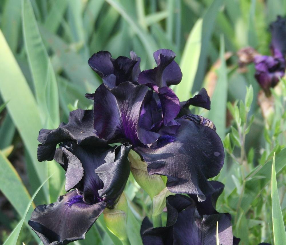 Photo of Tall Bearded Iris (Iris 'Black Suited') uploaded by KentPfeiffer