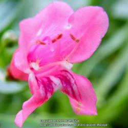 Location: My garden in Kentucky
Date: 2014-07-13
Too much pink showing in flower.  Taken in the evening in the sha