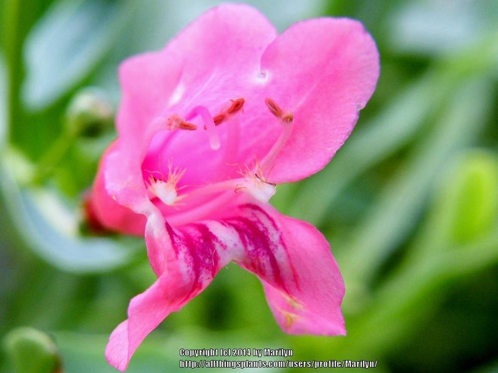 Photo of Penstemon Riding Hood Red uploaded by Marilyn