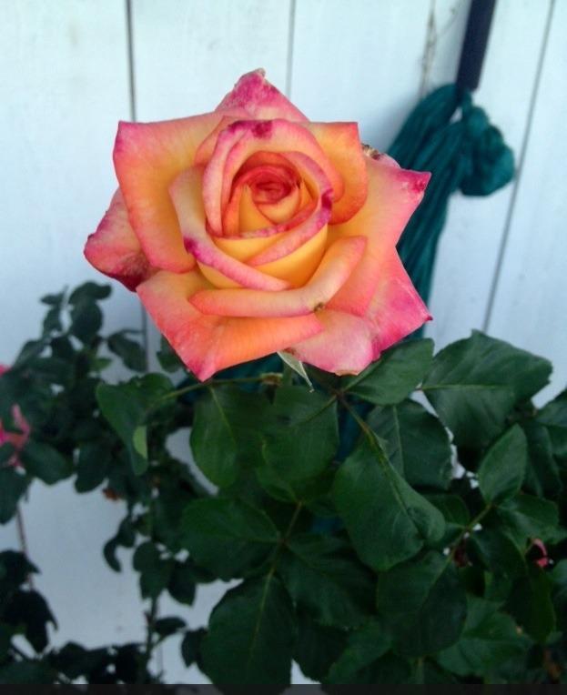 Photo of Rose (Rosa 'Dream Come True') uploaded by Mark619