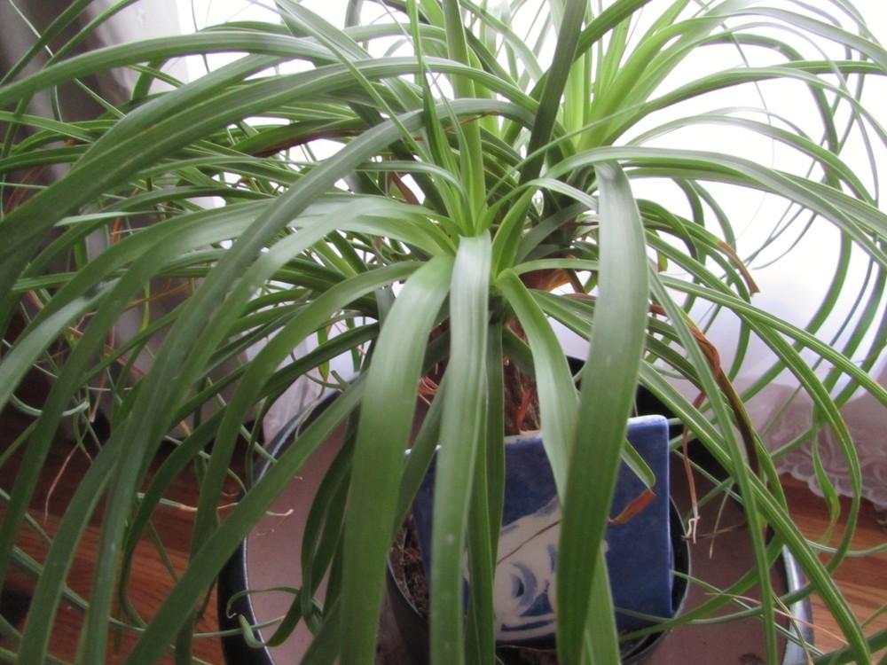 Photo of Ponytail Palm (Beaucarnea recurvata) uploaded by SongofJoy