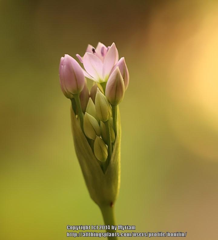 Photo of One-leaf Onion (Allium unifolium) uploaded by bonitin