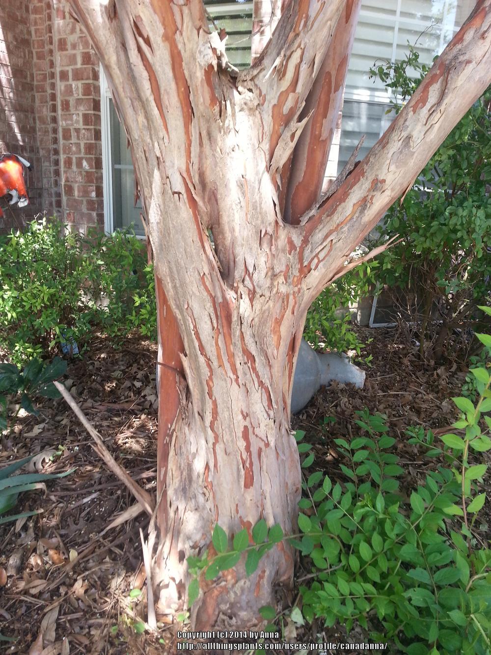 Photo of Crepe Myrtles (Lagerstroemia) uploaded by canadanna
