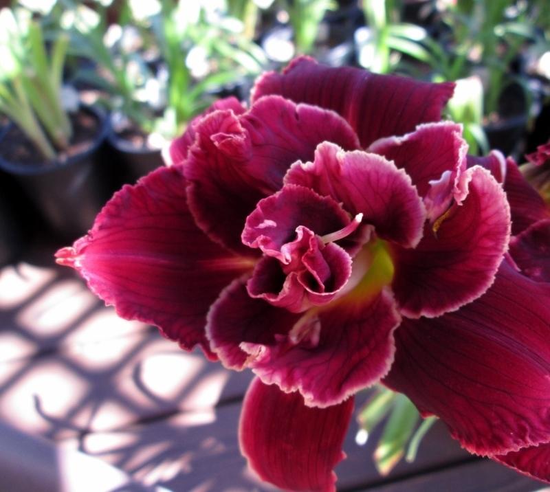 Photo of Daylily (Hemerocallis 'Double Red Royal') uploaded by chalyse