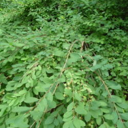 Location: Indiana zone 5
Date: 2014-07-12