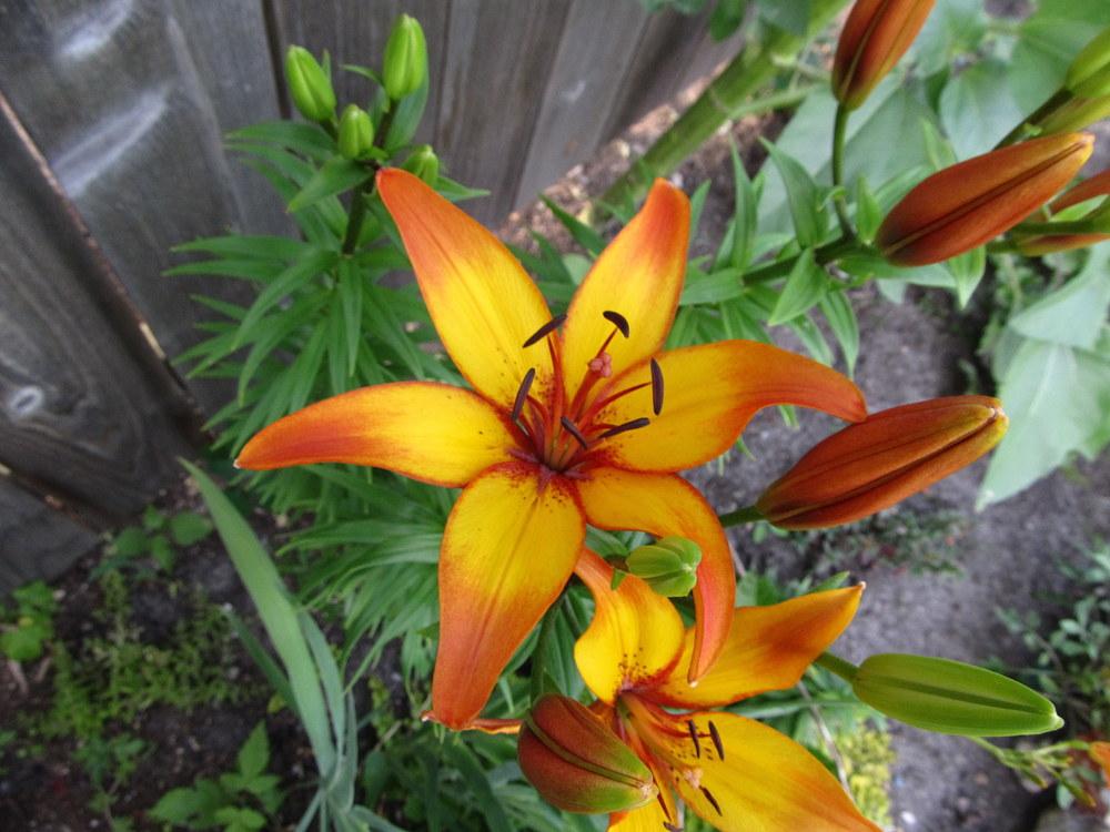 Photo of Lily (Lilium 'Cancun') uploaded by jmorth