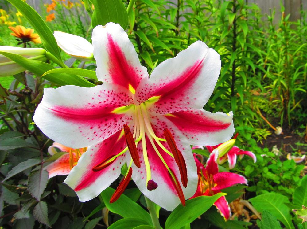 Photo of Oriental Lily (Lilium 'Dizzy') uploaded by jmorth
