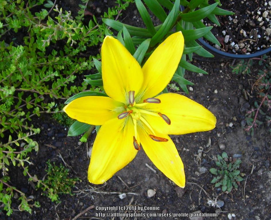 Photo of Lily (Lilium 'Eleanor Roosevelt') uploaded by pardalinum