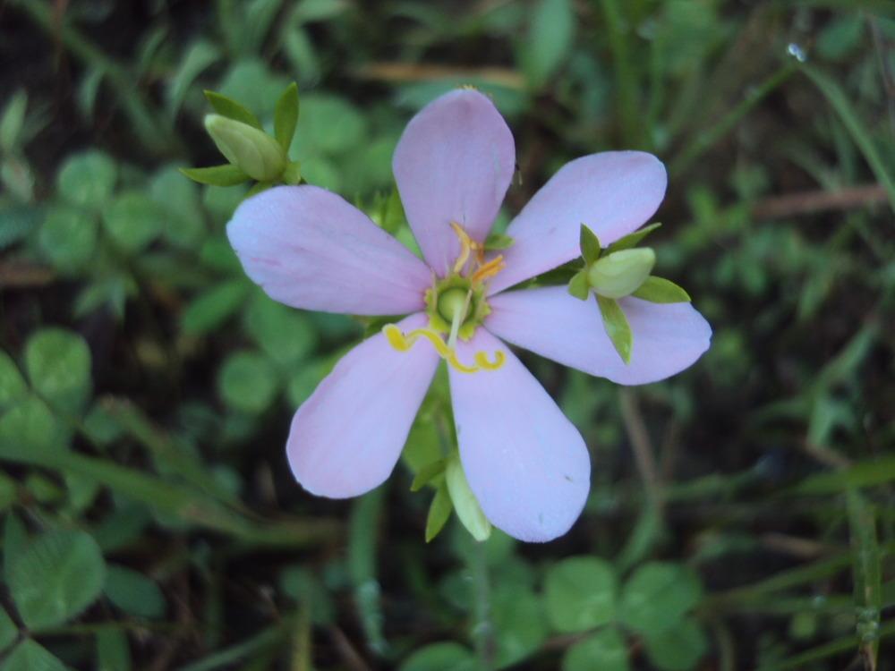 Photo of Rosepink (Sabatia angularis) uploaded by poisondartfrog