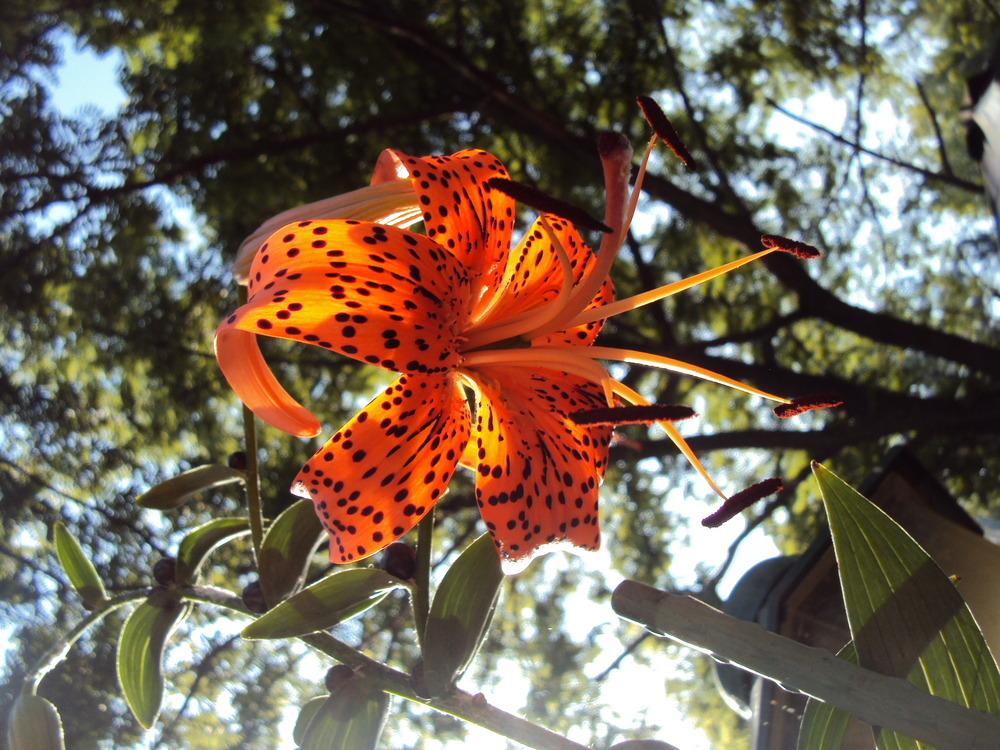 Photo of Tiger Lily (Lilium lancifolium) uploaded by poisondartfrog