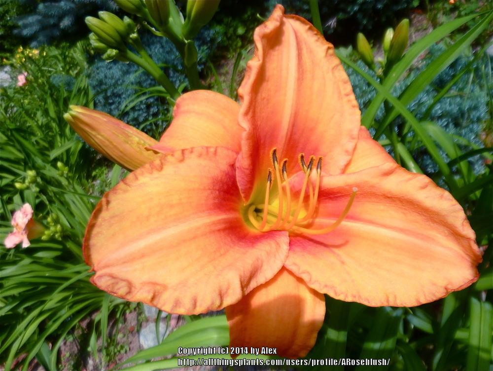 Photo of Daylily (Hemerocallis 'Leebea Orange Crush') uploaded by ARoseblush