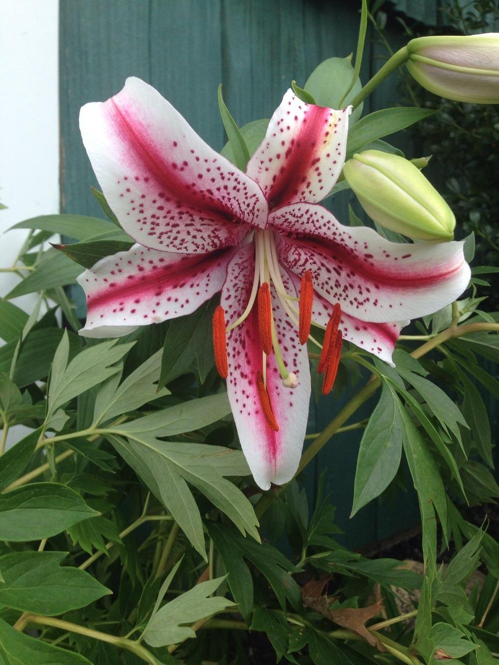 Photo of Oriental Lily (Lilium 'Dizzy') uploaded by Joebass