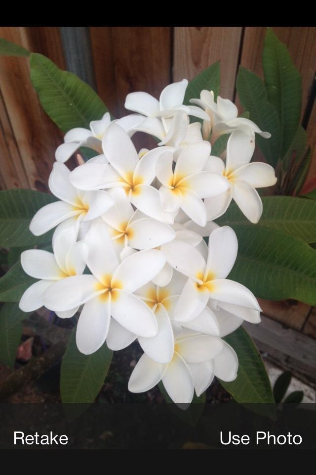 Photo of Plumeria (Plumeria rubra 'Samoan Fluff') uploaded by Mark619