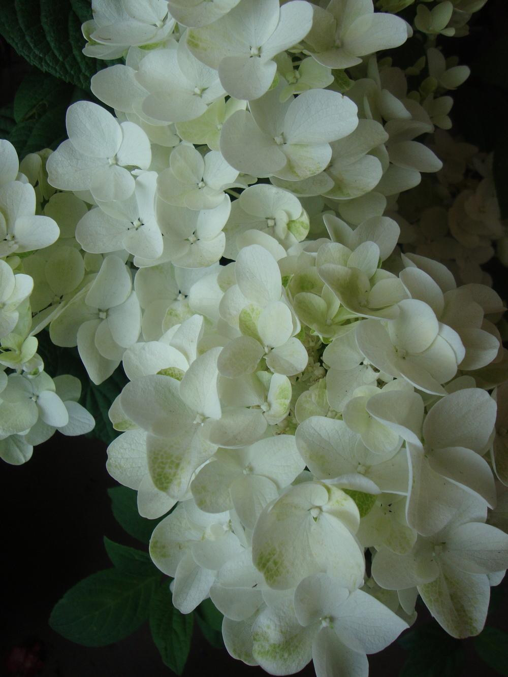 Photo of Hydrangea (Hydrangea macrophylla 'White Nymph') uploaded by Paul2032