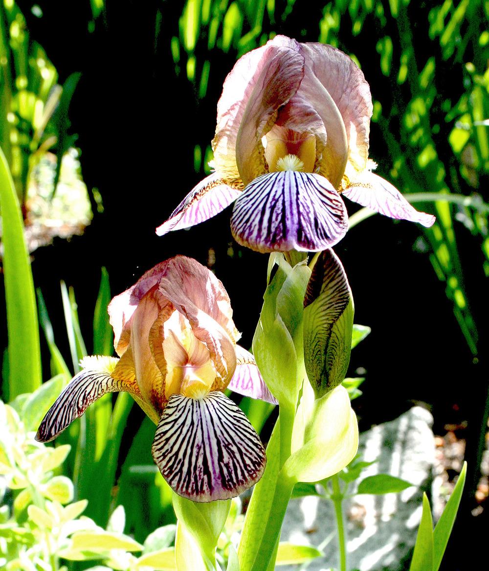 Photo of Miniature Tall Bearded Iris (Iris 'Persona') uploaded by Pwinget
