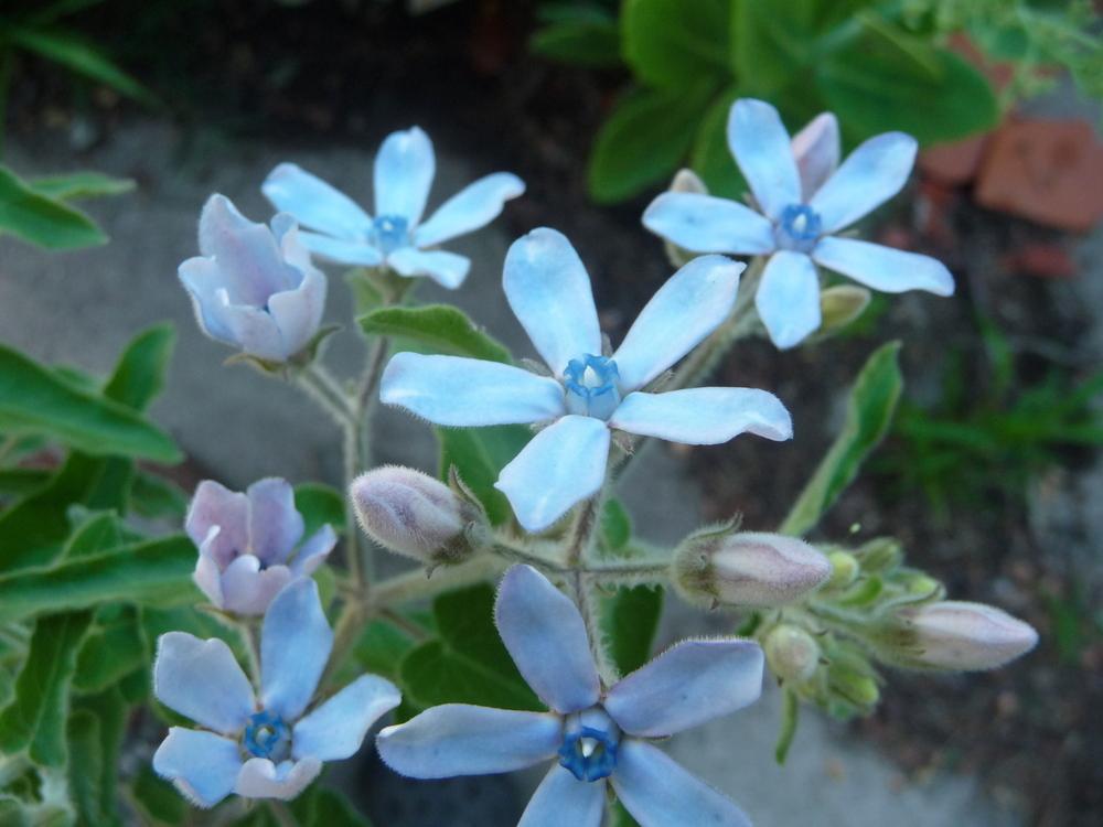 Photo of Blue Milkweed (Oxypetalum coeruleum) uploaded by gardengus