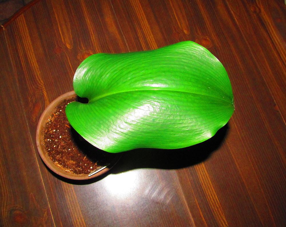 Photo of Amazon Lily (Urceolina amazonica) uploaded by jmorth