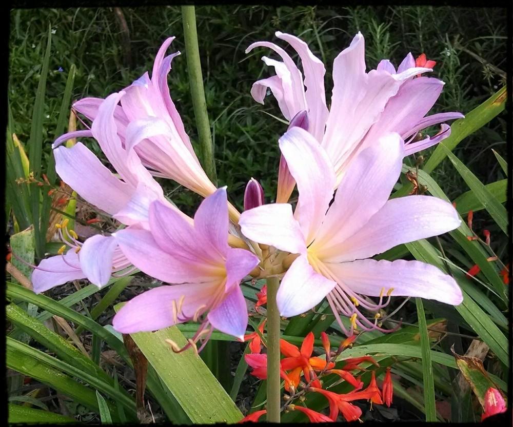 Photo of Surprise Lilies (Lycoris) (Lycoris) uploaded by sarahbugw