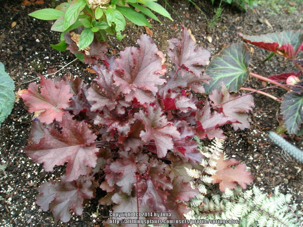 Photo of Coral Bells (Heuchera 'Midnight Ruffles') uploaded by springcolor