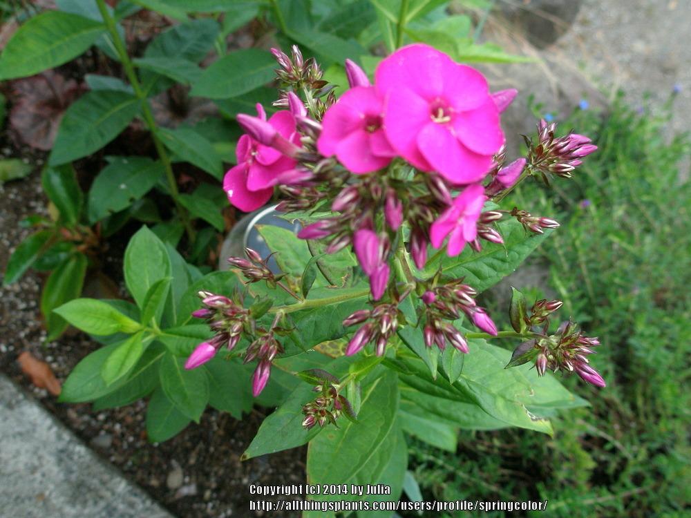 Photo of Phlox 'Peacock Neon Purple' uploaded by springcolor