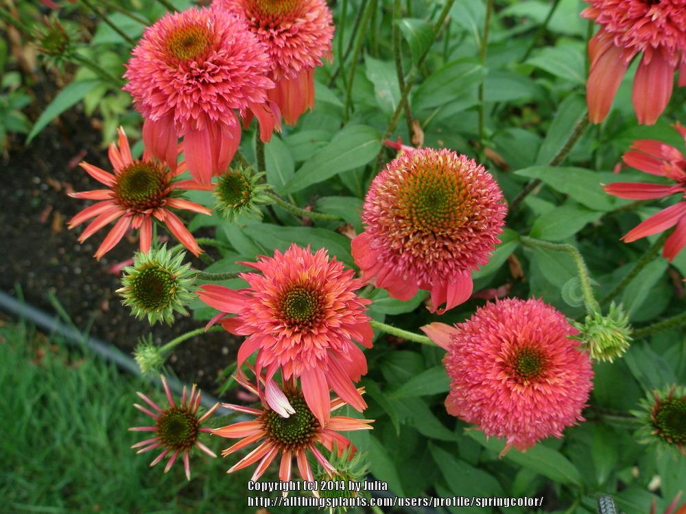 Photo of Coneflower (Echinacea 'Irresistible') uploaded by springcolor