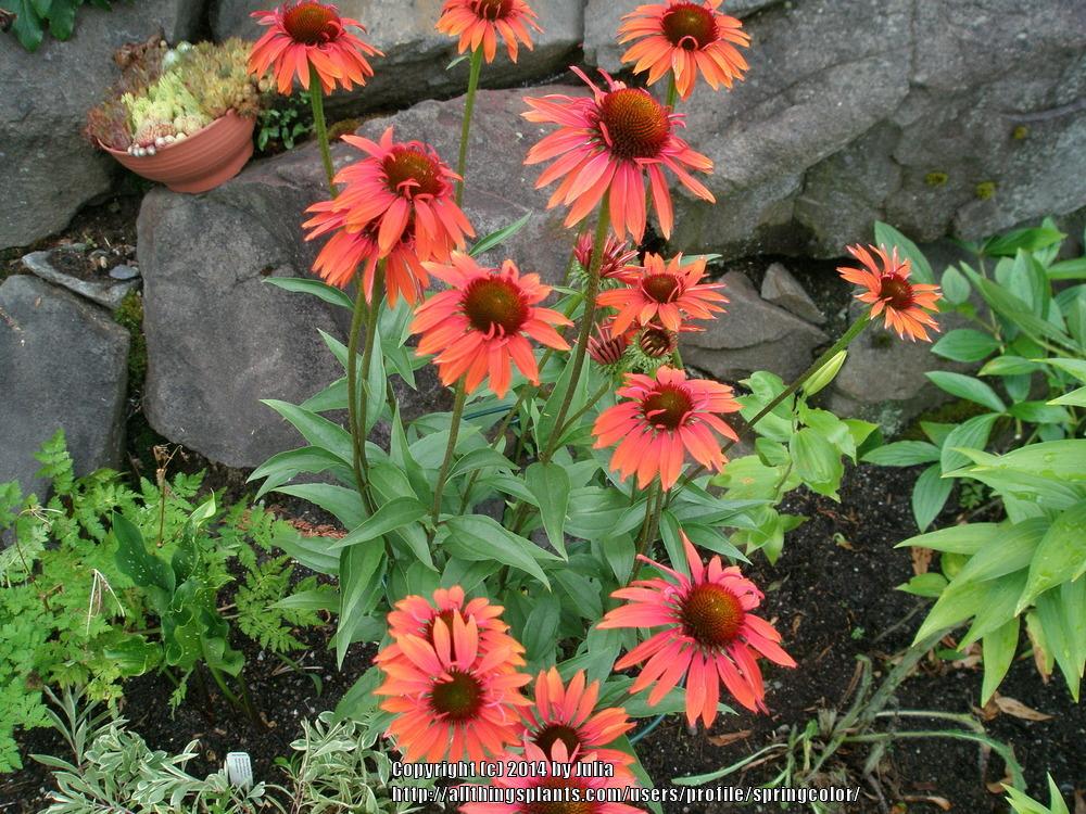 Photo of Coneflower (Echinacea 'Hot Summer') uploaded by springcolor