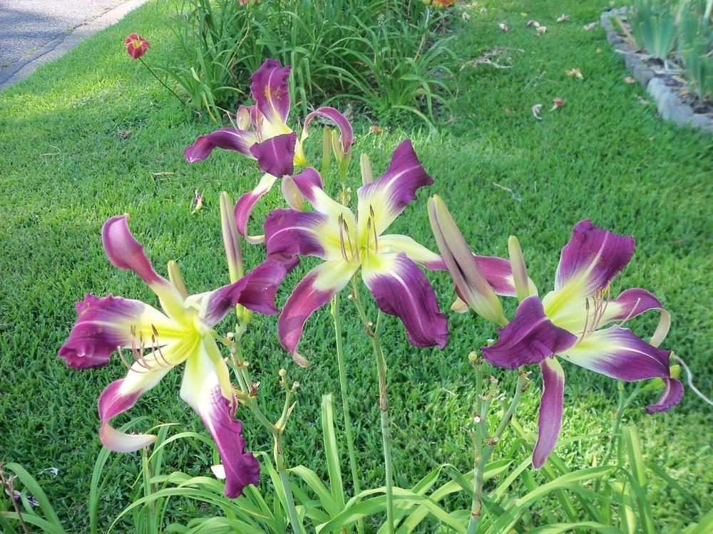 Photo of Daylilies (Hemerocallis) uploaded by virginiarose