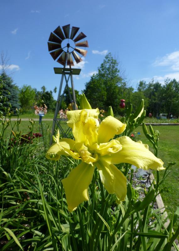 Photo of Daylily (Hemerocallis 'Together at Last') uploaded by Tree_climber