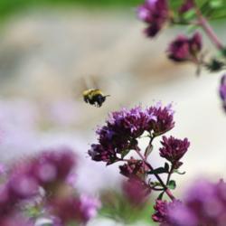 Location: My Garden, Utah
Date: 2014-07-14
#Pollination
