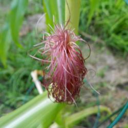 Location: Northeastern, Texas
Date: 2014-07-10
Corn silk is the female flower
