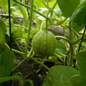 Developing Charentais Melon
