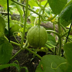 Location: Northeastern, Texas
Date: 2014-06-30
Developing Charentais Melon